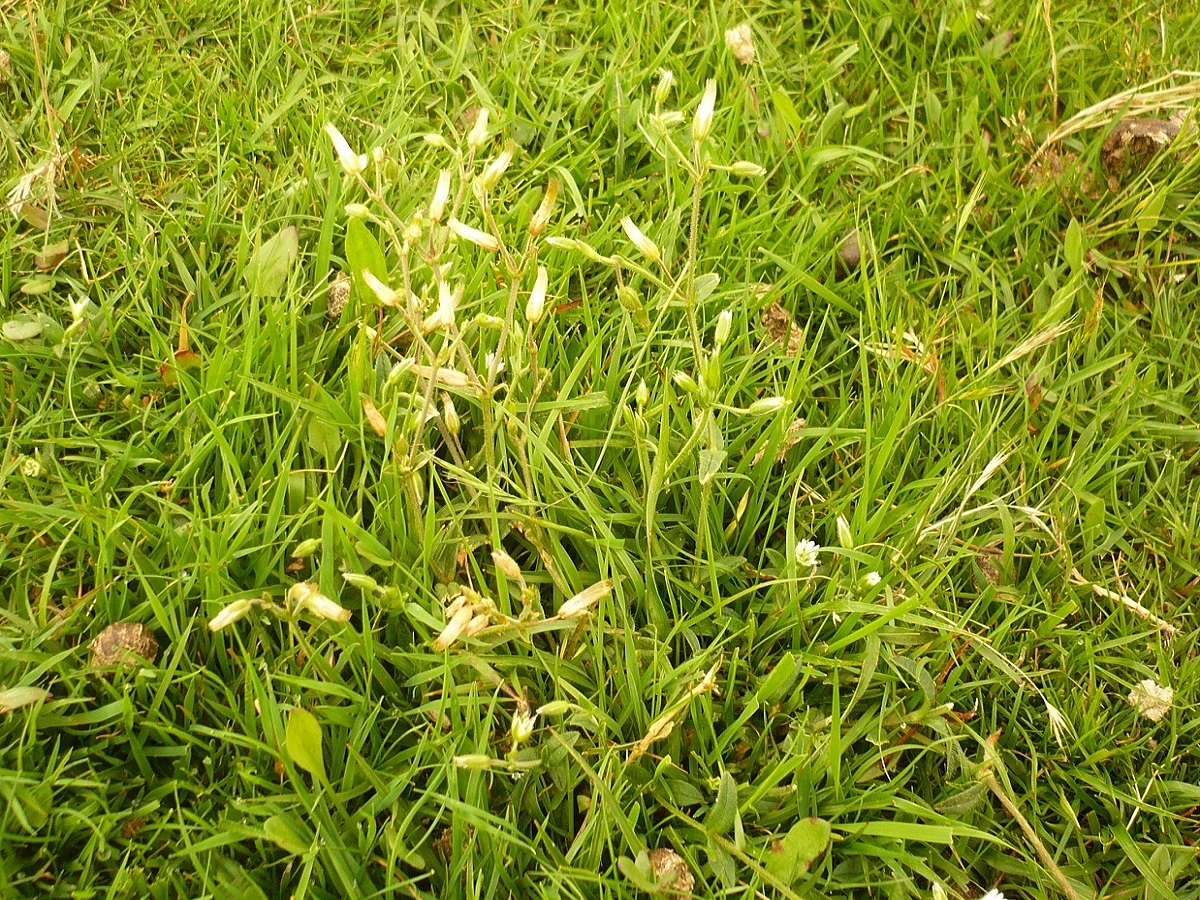 Cerastium fontanum subsp. lucorum (Caryophyllaceae)